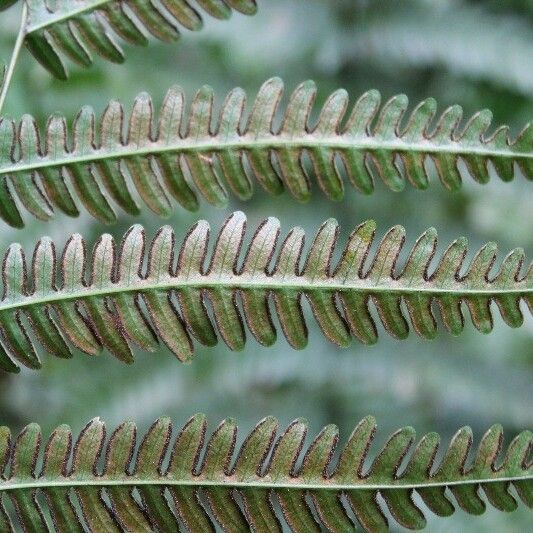 Pteris linearis Other
