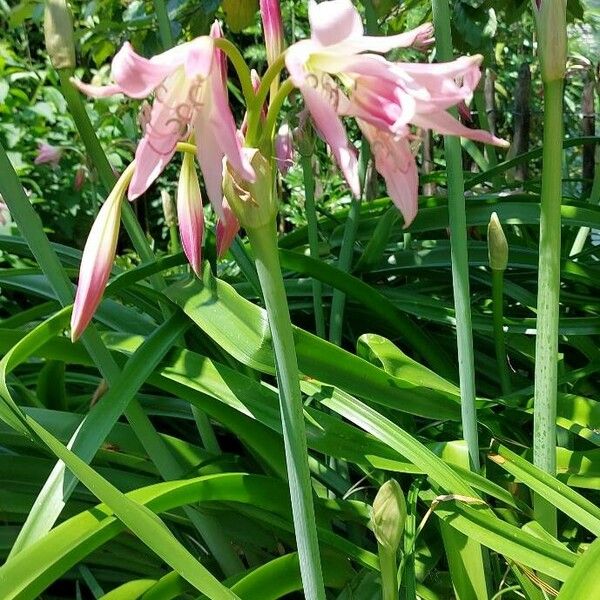 Crinum bulbispermum Flower