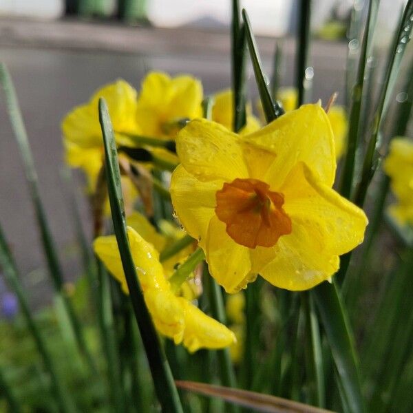 Narcissus jonquilla 花