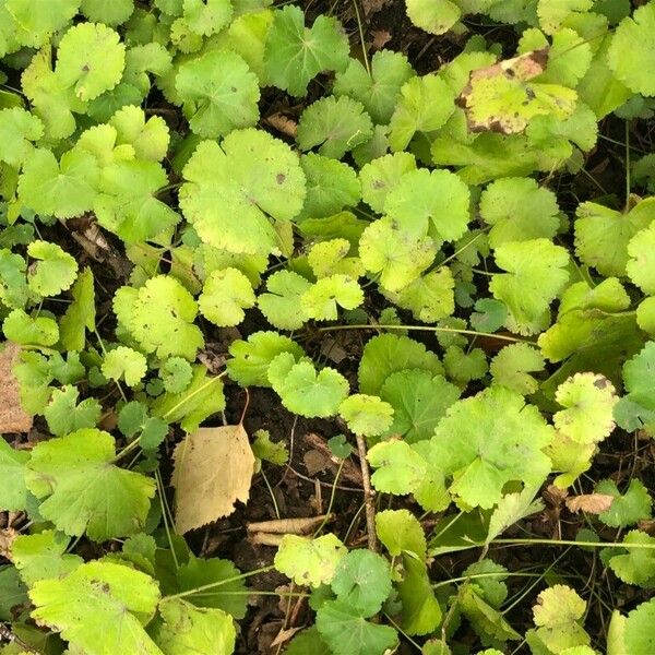 Hydrocotyle americana Liść