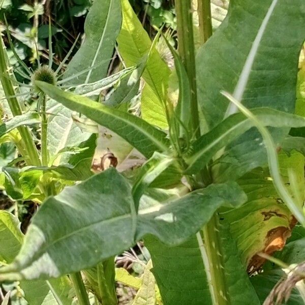 Dipsacus fullonum Foglia