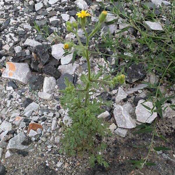 Senecio viscosus Hábitos