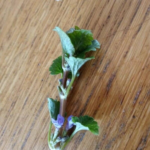 Glechoma hederacea Blatt