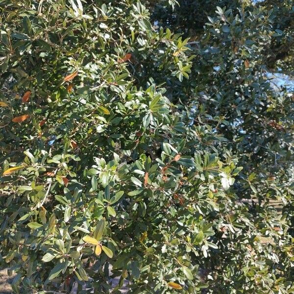 Quercus virginiana ഇല