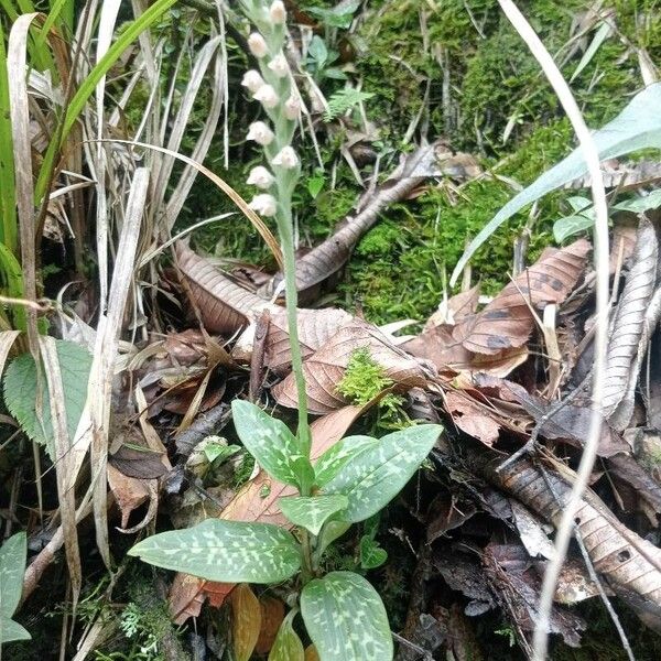 Goodyera repens Blad