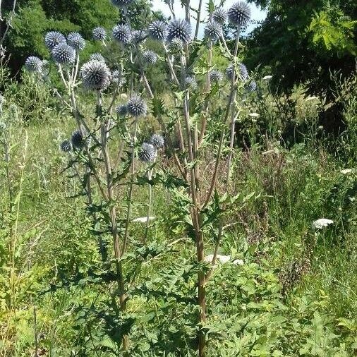 Echinops sphaerocephalus Hábito