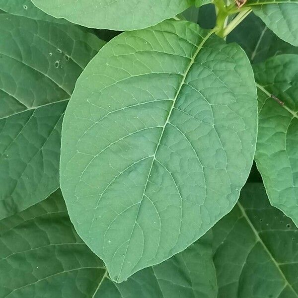 Phytolacca esculenta Leaf