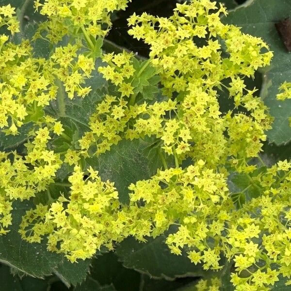 Alchemilla mollis Λουλούδι