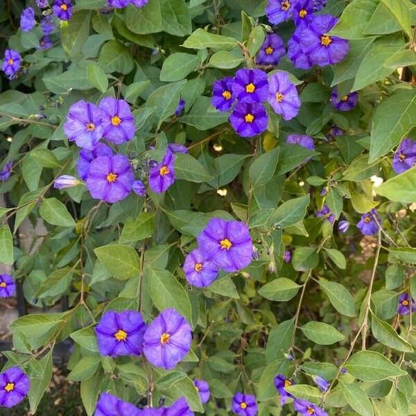 Lycianthes lycioides Flower