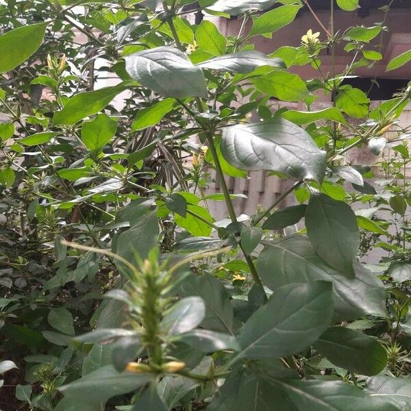 Barleria prionitis Leaf