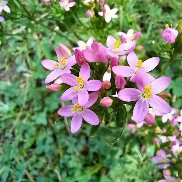 Centaurium erythraea Žiedas