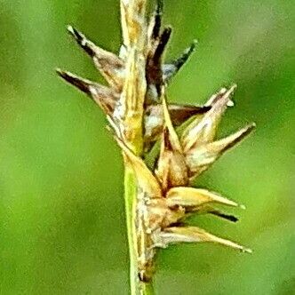 Carex echinata Fleur