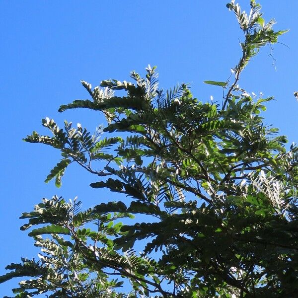 Cassia grandis Folha