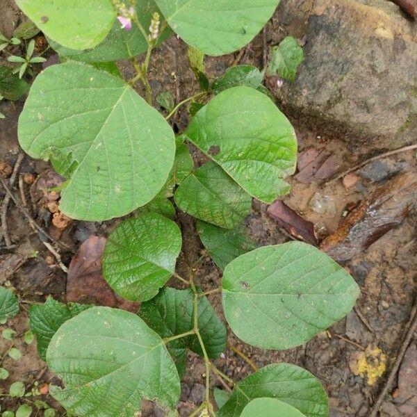 Desmodium gangeticum Leaf