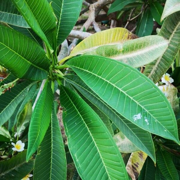 Plumeria rubra Blatt