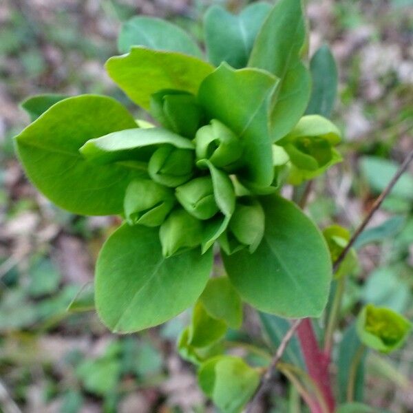 Euphorbia amygdaloides Квітка