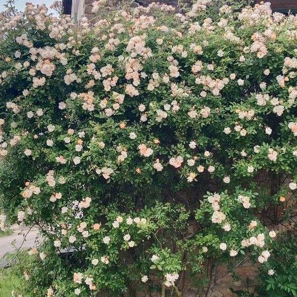 Rosa multiflora Habitus