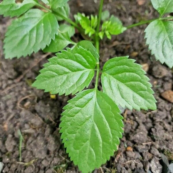 Cryptotaenia canadensis Leaf