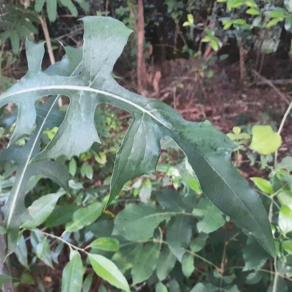 Lactuca floridana Levél