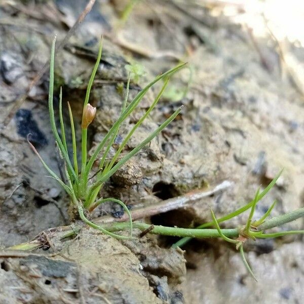 Littorella uniflora Flor