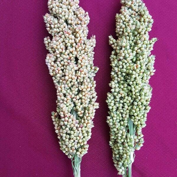 Sorghum bicolor Fruto