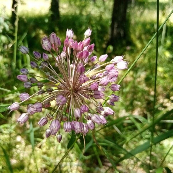 Allium lineare Flor