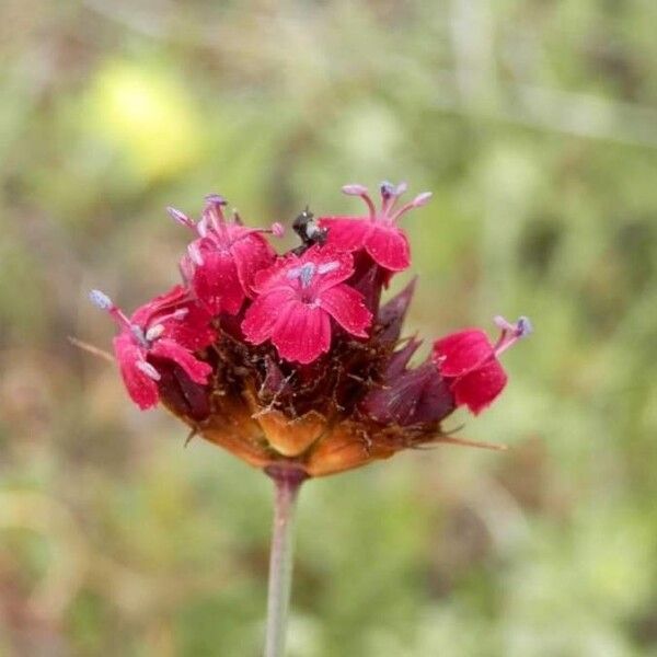 Dianthus pelviformis