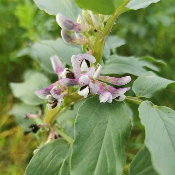 Vicia faba 花