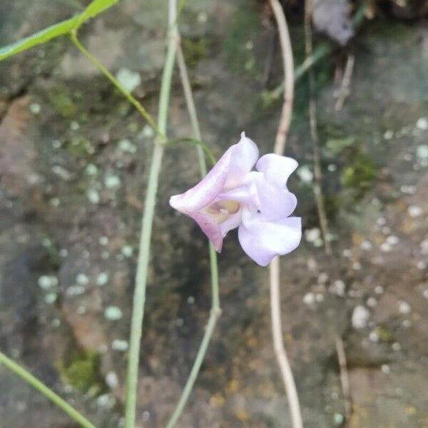 Sigmoidotropis speciosa Floare