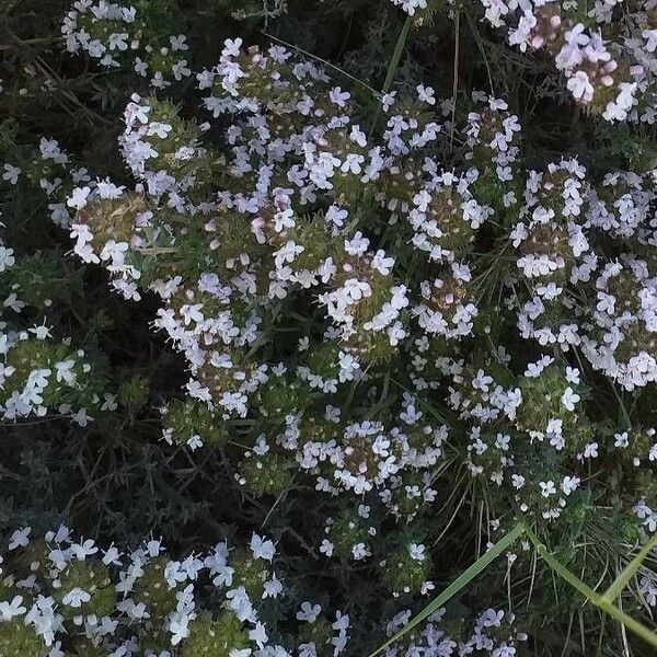 Thymus vulgaris Blomma