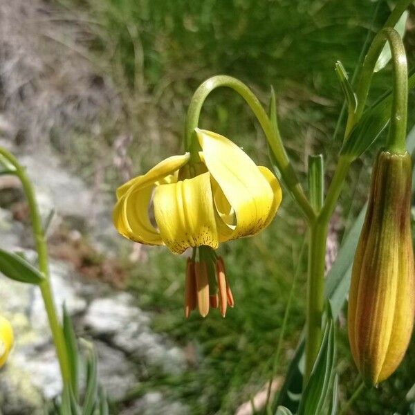 Lilium pyrenaicum Floare