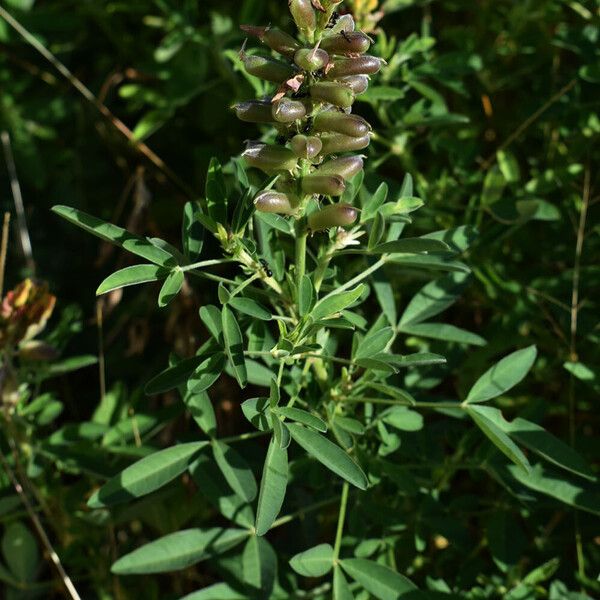 Crotalaria goreensis Habitat