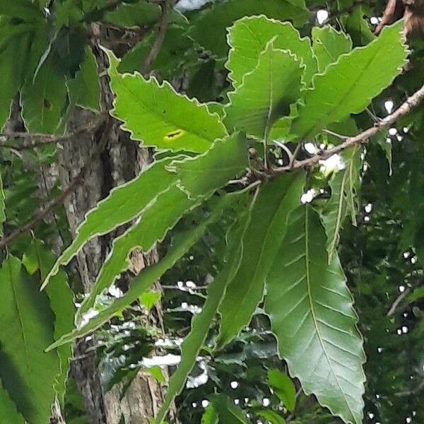 Quercus lancifolia Lapas