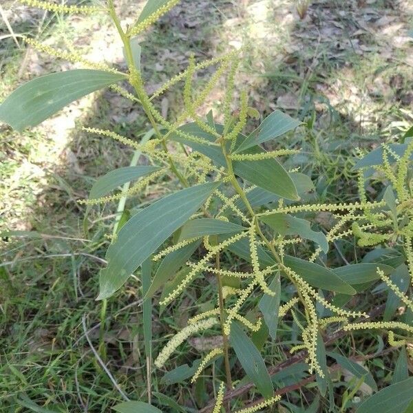 Acacia mangium Folha
