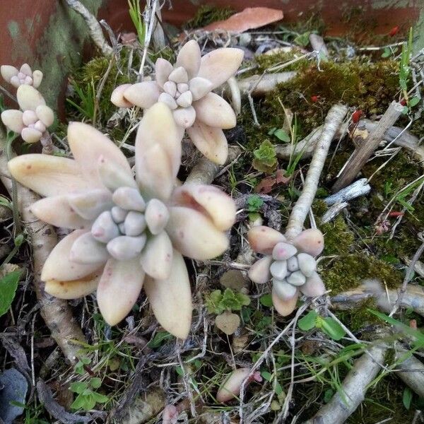 Sedum adolphi ഇല