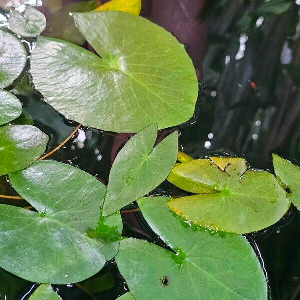 Sagittaria guayanensis Vivejo