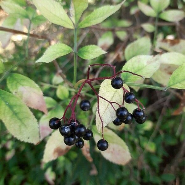 Sambucus canadensis Ffrwyth