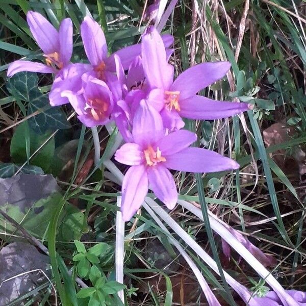 Colchicum autumnale Habitus