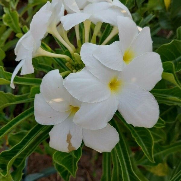 Plumeria pudica फूल