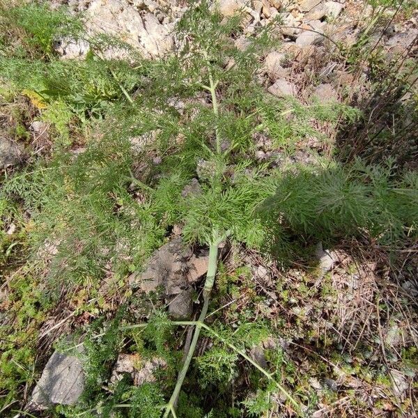 Ferula glauca Leaf