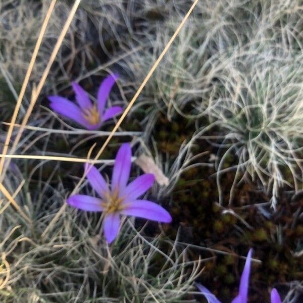 Colchicum montanum ফুল