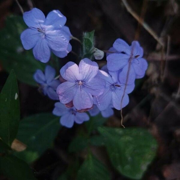 Eranthemum pulchellum Floro