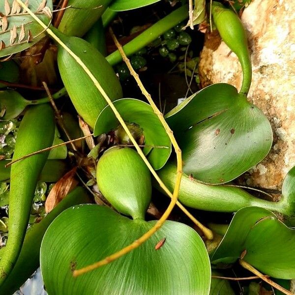 Pontederia crassipes 葉