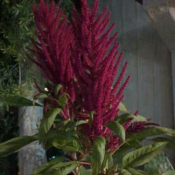 Amaranthus hypochondriacus Květ