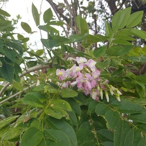 Gliricidia sepium Flower