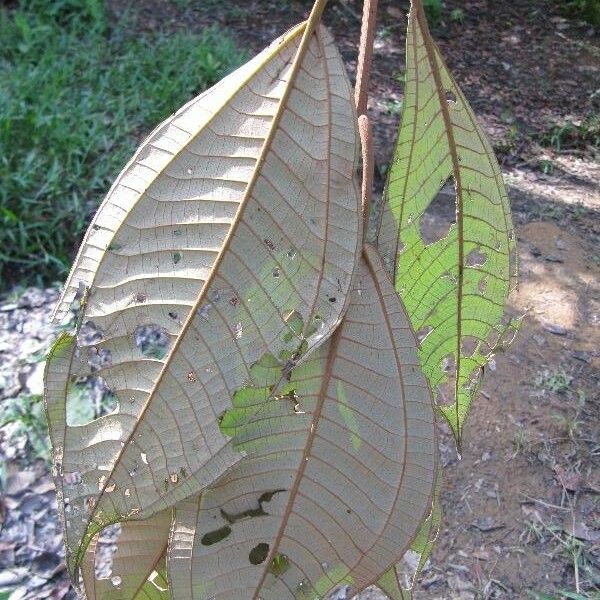 Miconia elata Leaf