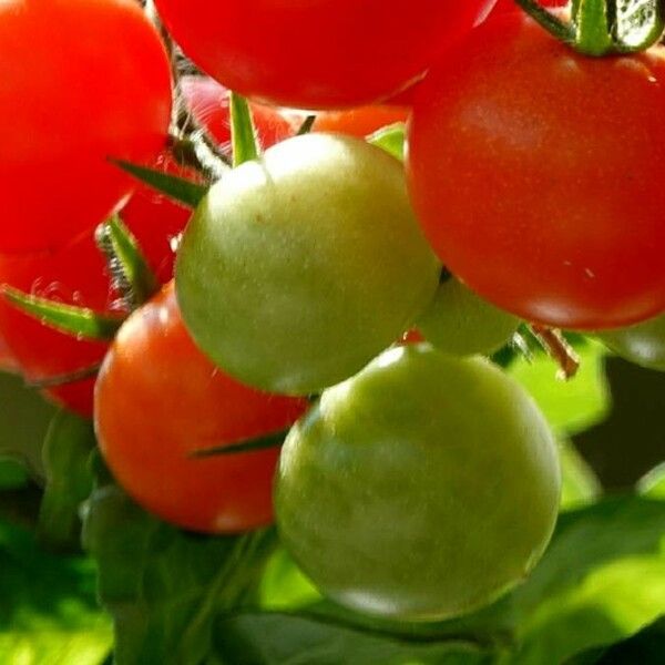 Solanum lycopersicum Frucht