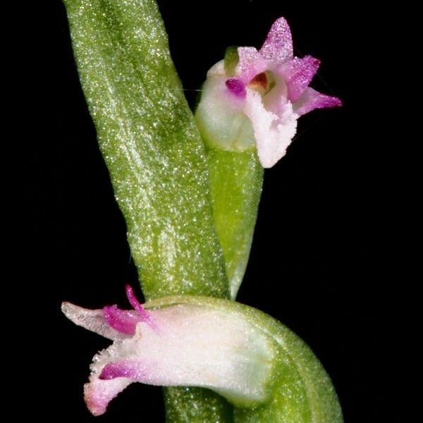 Spiranthes sinensis 花