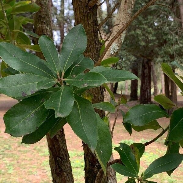 Arbutus × andrachnoides 葉