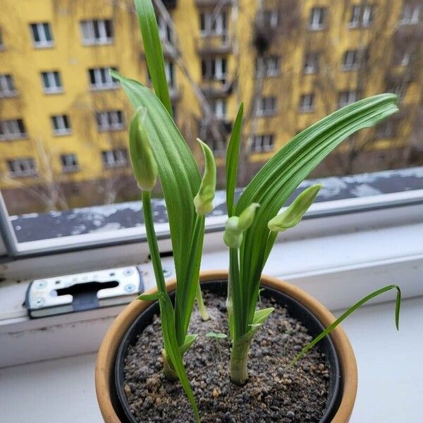 Allium paradoxum Habit